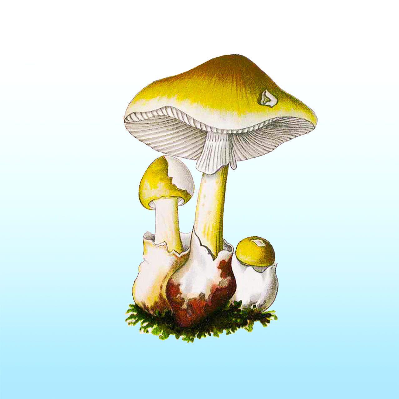 Amanita Bulbosa Beer Coasters