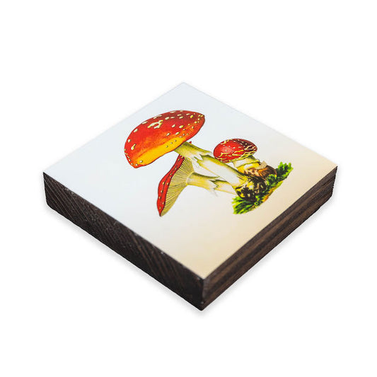 Amanita muscaria Beer Coasters