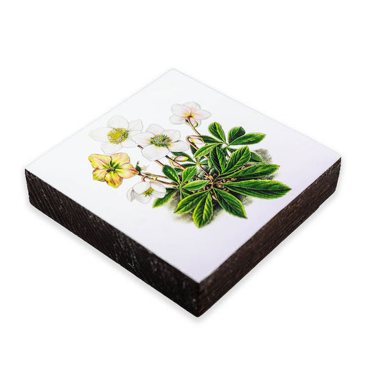 Helleborus Niger Beer Coasters