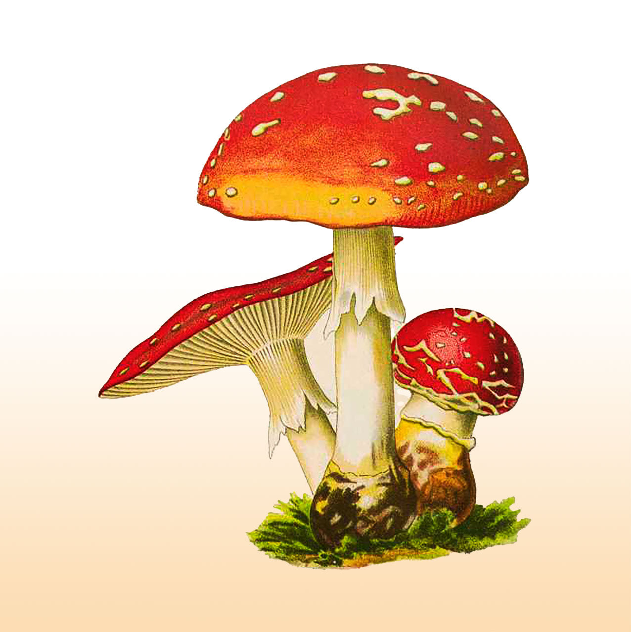 Amanita muscaria Beer Coasters