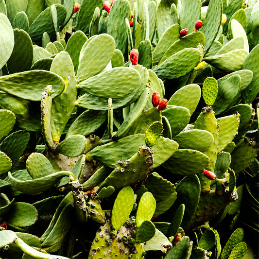 A Sea of Cactus Beer Coaster