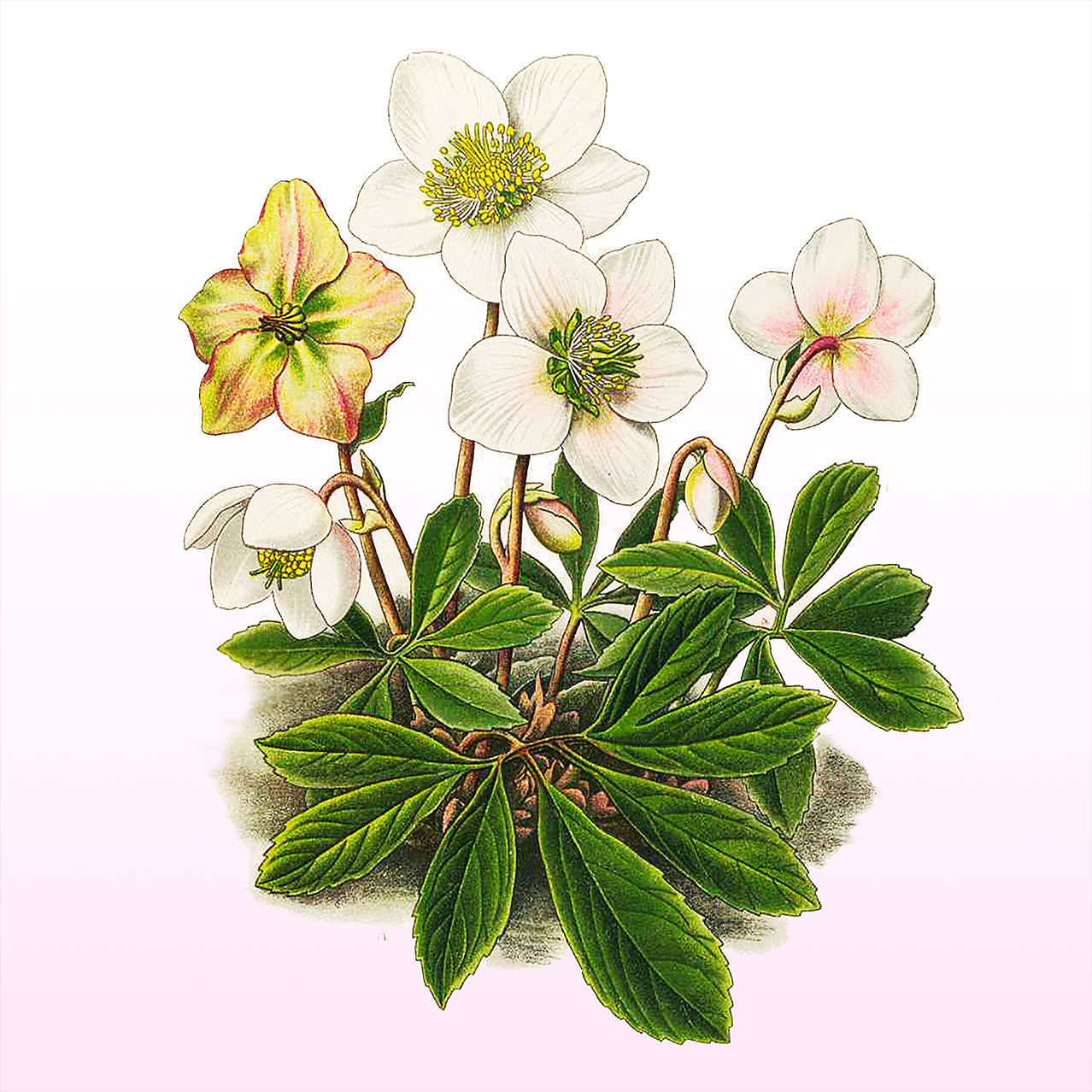 Helleborus Niger Beer Coasters