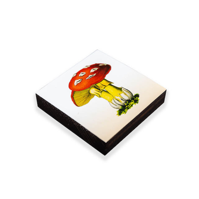 Amanita Caesarea Beer Coasters