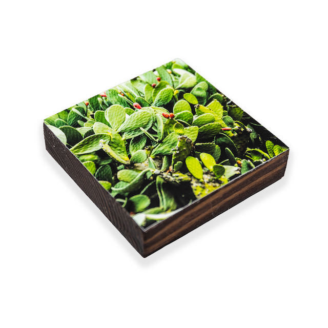 A Sea of Cactus Beer Coaster