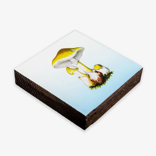 Amanita Bulbosa Beer Coasters
